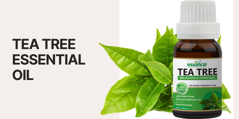 Benefits of Tea Tree Oil