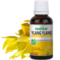 Ylang Ylang Essential Oil Essancia