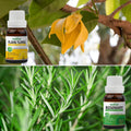Pack of 2 Essential Oils (Ylang Ylang & Rosemary) Essancia