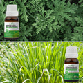 Pack of 2 Essential Oils (Citronella & Lemongrass) Essancia