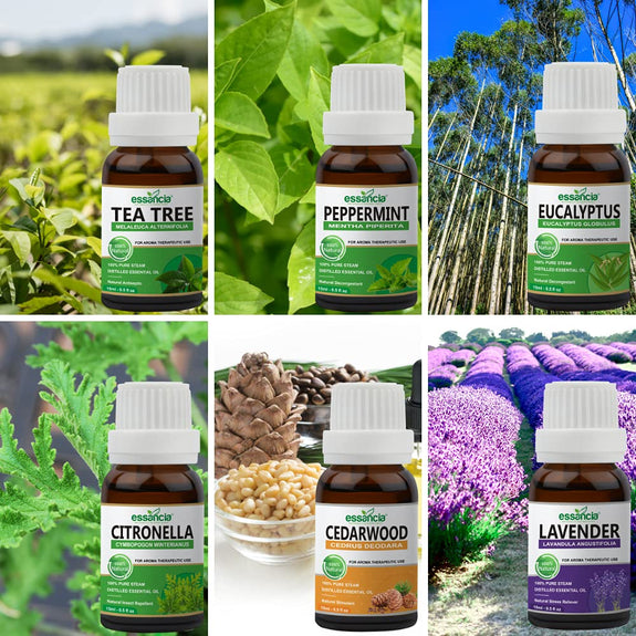 lavender eucalyptus tea tree blend Pack of 6 Essential oils ( Tea Tree, Peppermint, Lavender, Eucalyptus, – Essancia®