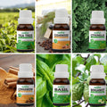 Pack of 6 Essential oils ( Tea Tree, Basil, Bergamot, Cinnamon, Cedarwood, Citronella) Essancia