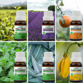 Pack of 6 Essential oils ( Tea Tree, Lavender, Orange, Eucalyptus, Peppermint, Ylang Ylang) Essancia