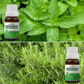 Pack of 2 Essential Oils (Peppermint & Rosemary) Essancia